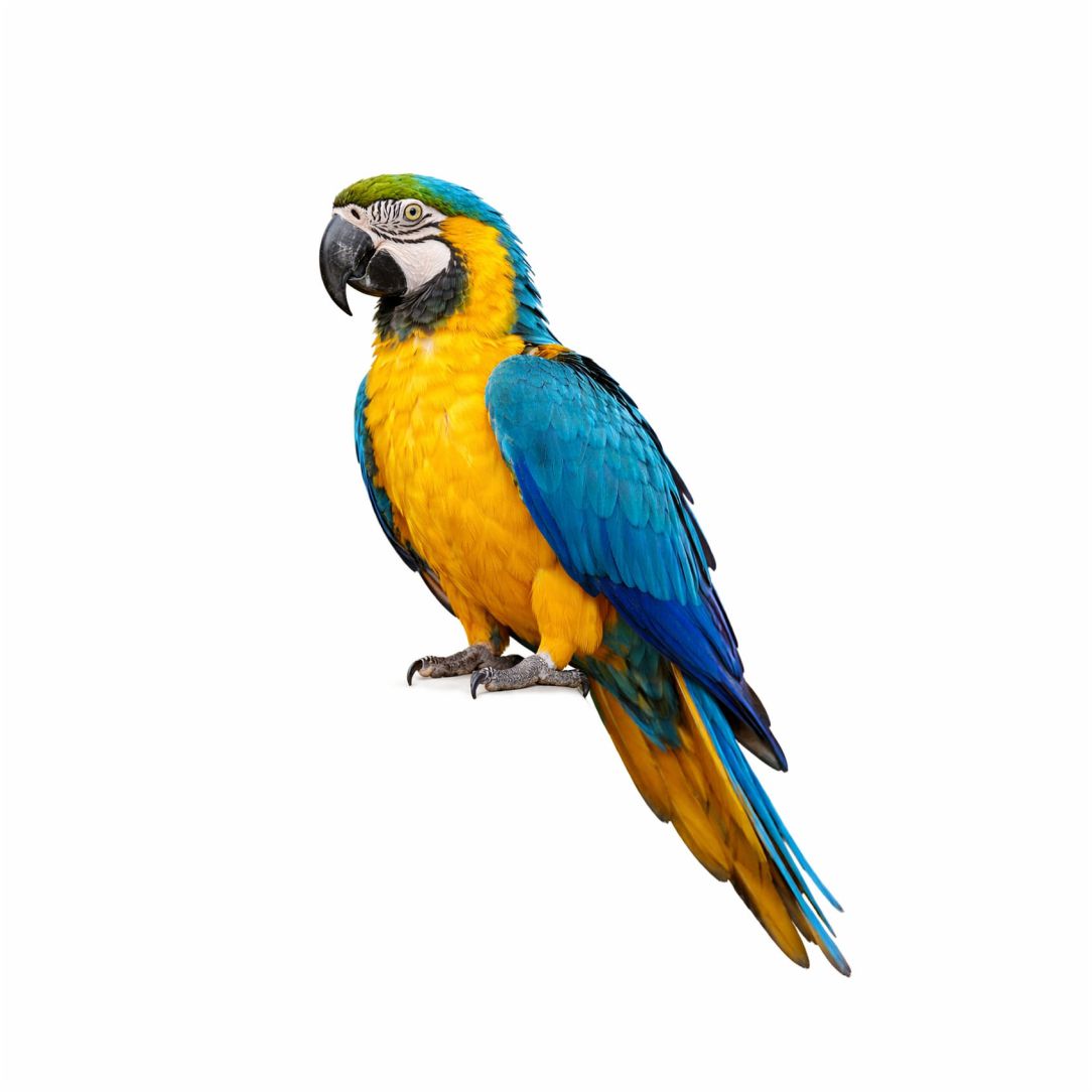 Vibrant Macaw Parrot Poster