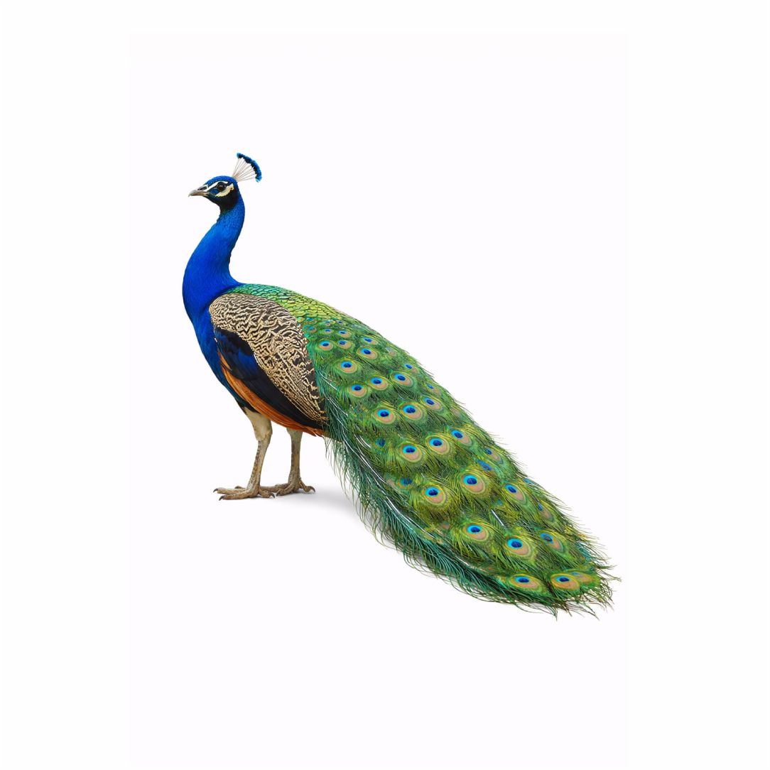 Royal Peacock Poster