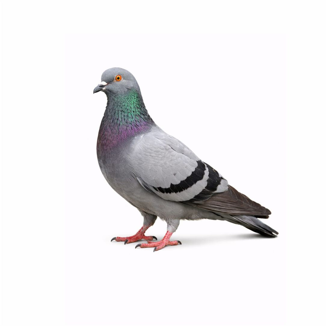 Classic Pigeon Poster