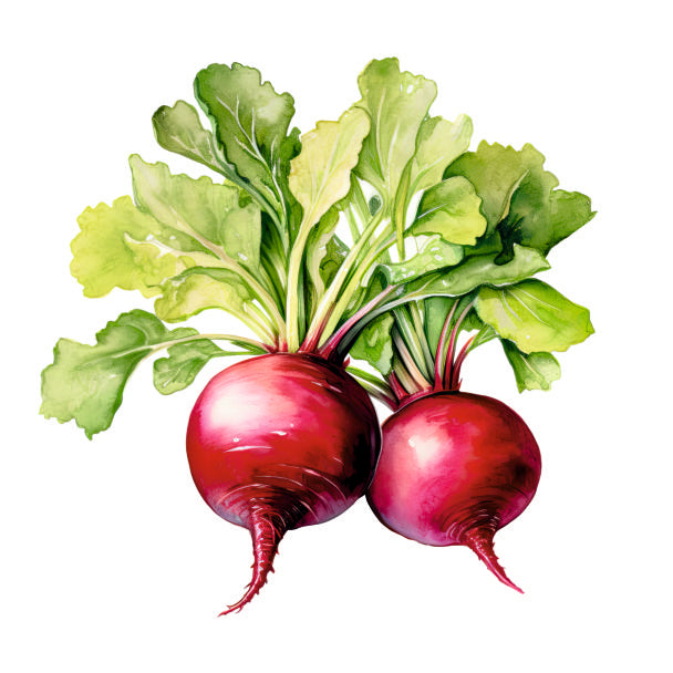 Farm Fresh Beetroot
