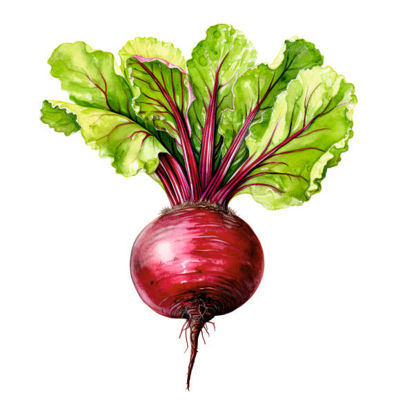 Farm Fresh Beetroot
