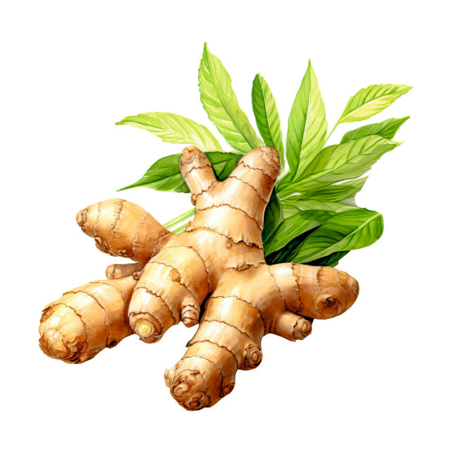 Farm Fresh Ginger