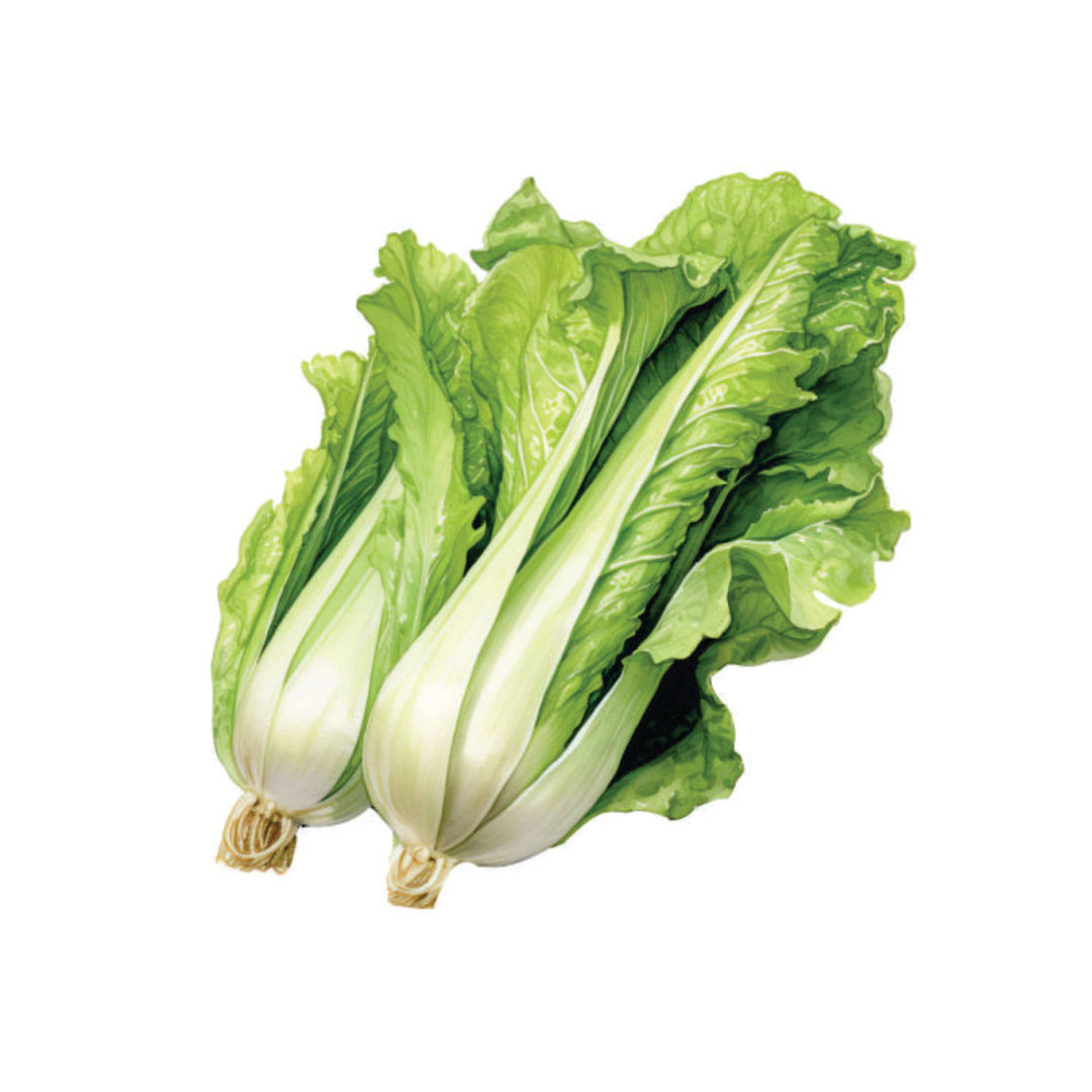 Farm Fresh Lettuce