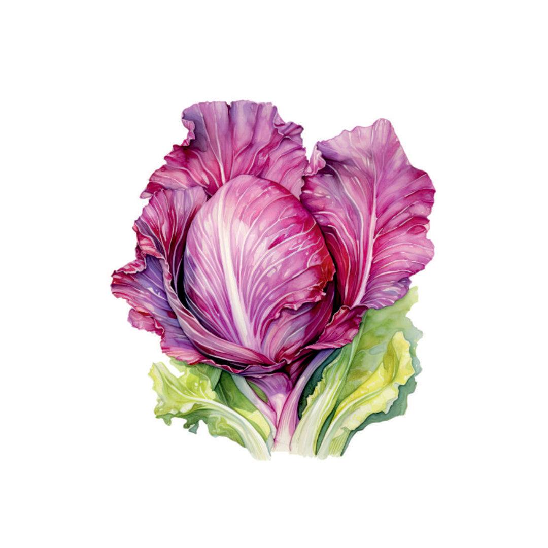 Farm Fresh Red Cabbage
