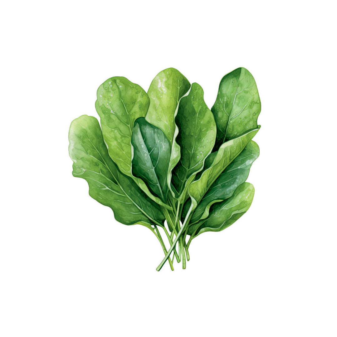 Farm Fresh Spinach Leaves