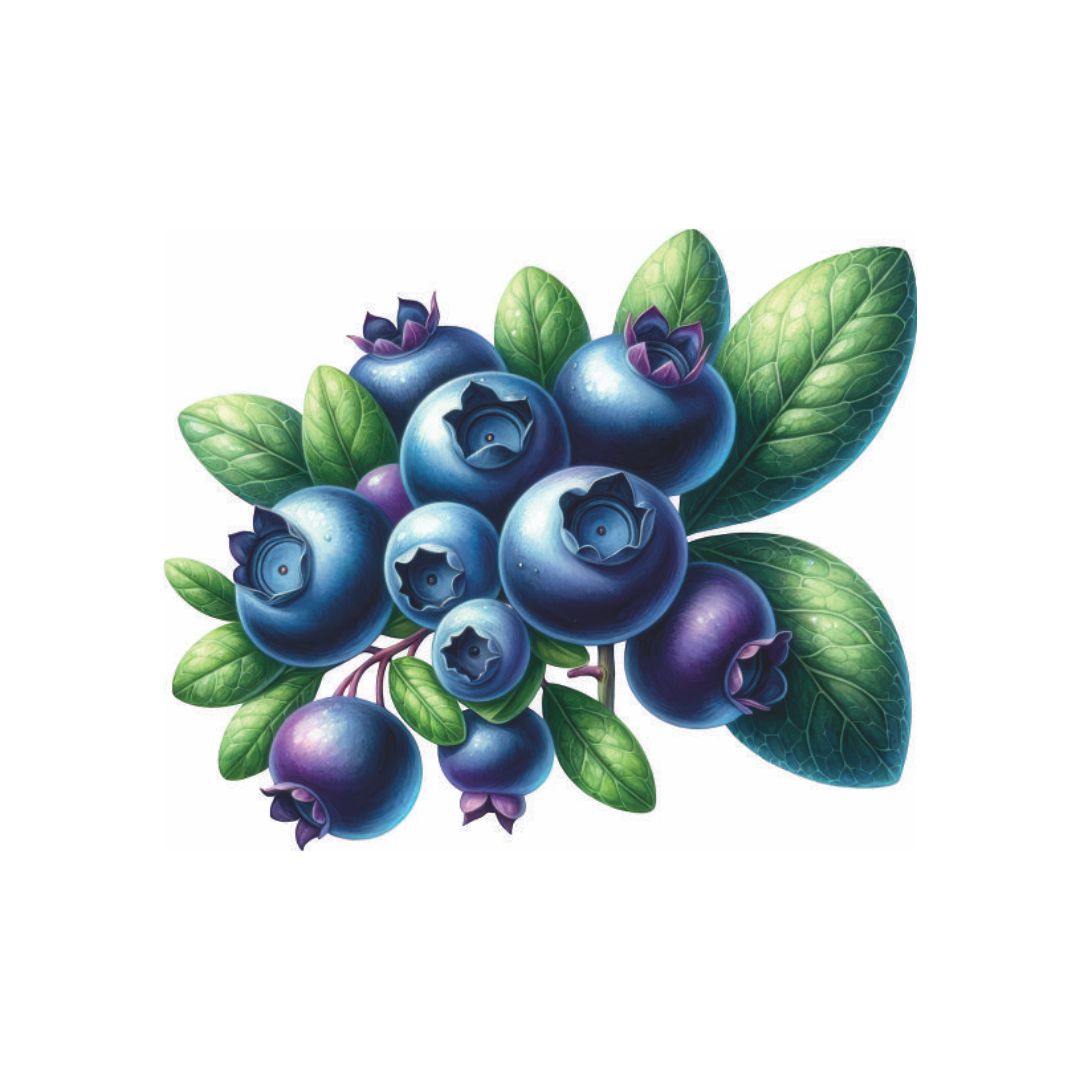 Fresh Blueberry Berry Bunch