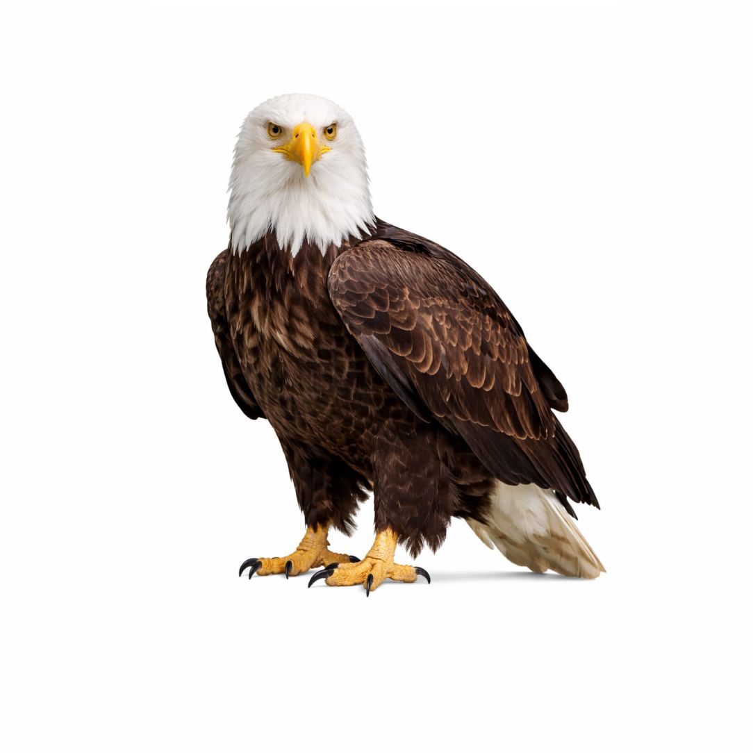 Majestic Eagle Poster