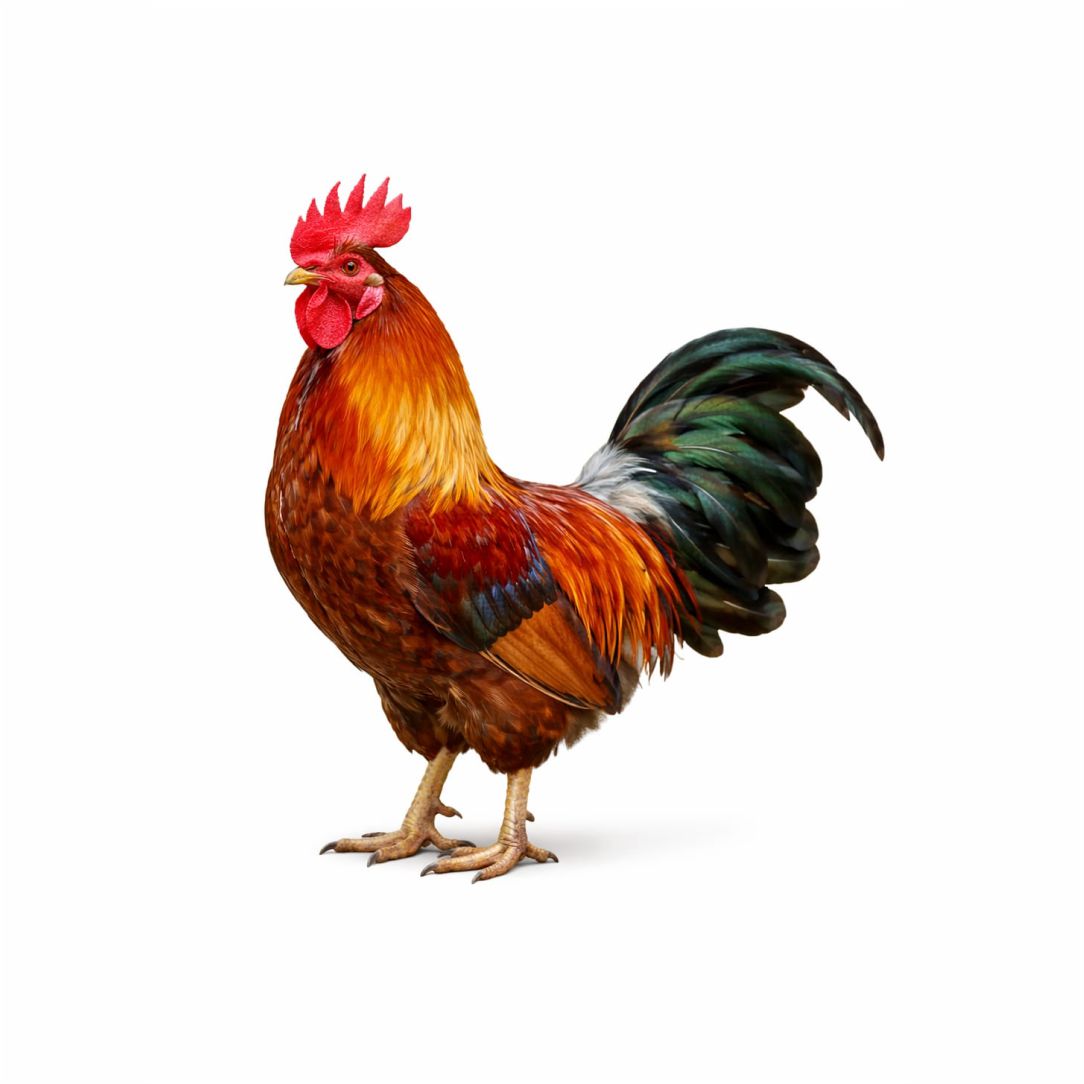 Colorful Farm Rooster Poster