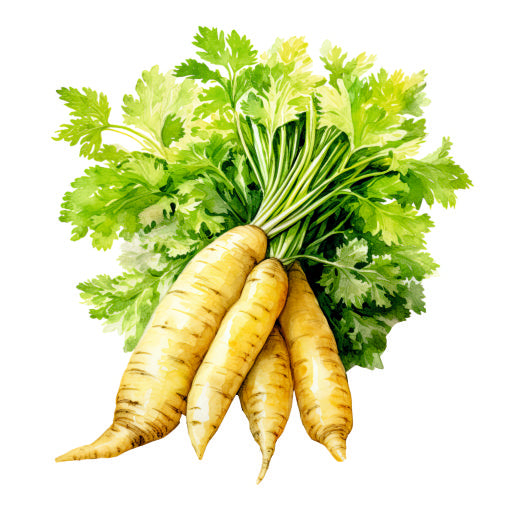 Farm Fresh Radish