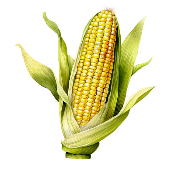 Farm Fresh Sweet Corn