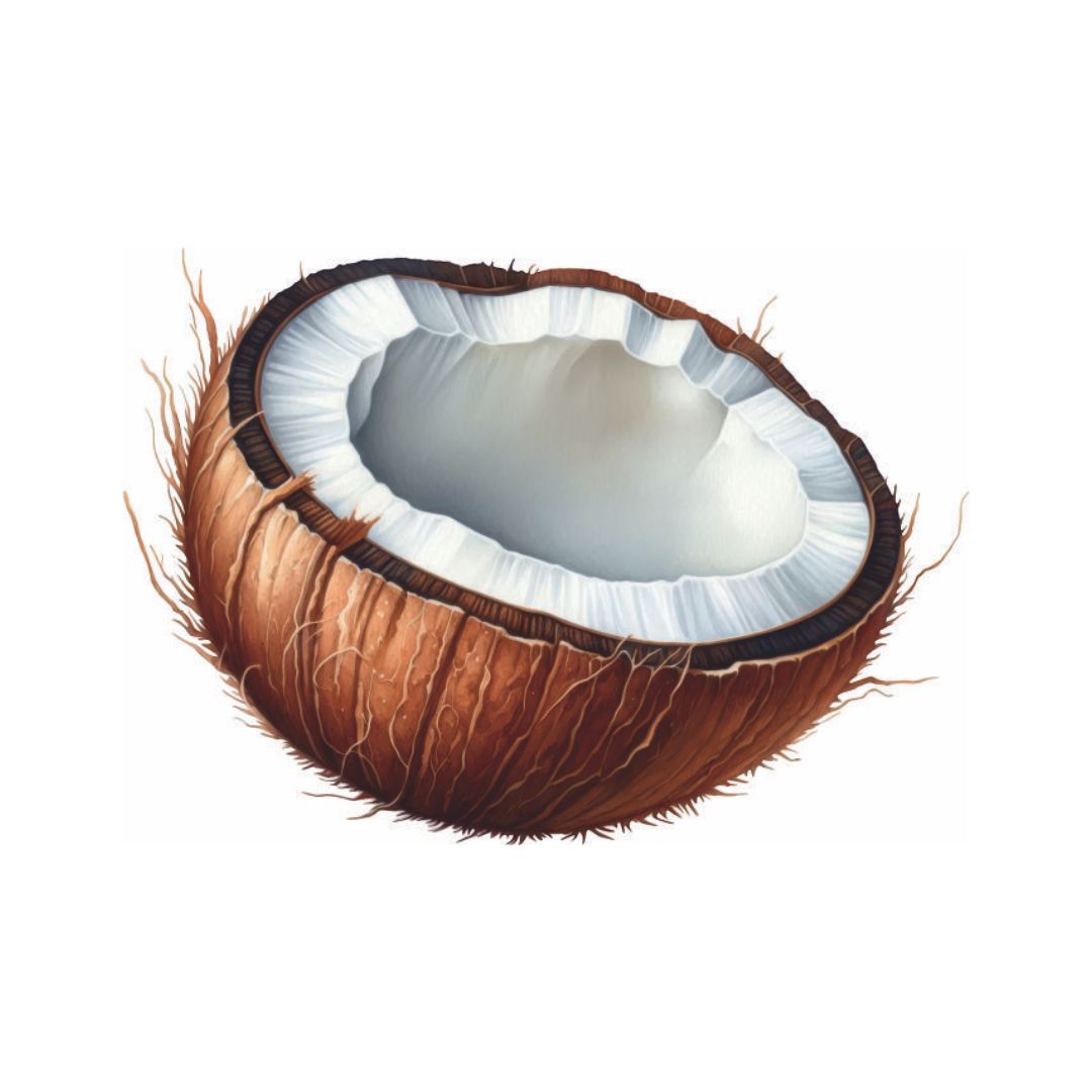 Fresh Cracked Coconut Half