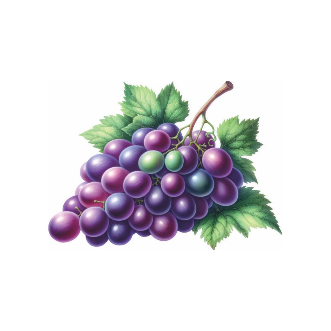 Fresh Purple Grapes Bunch