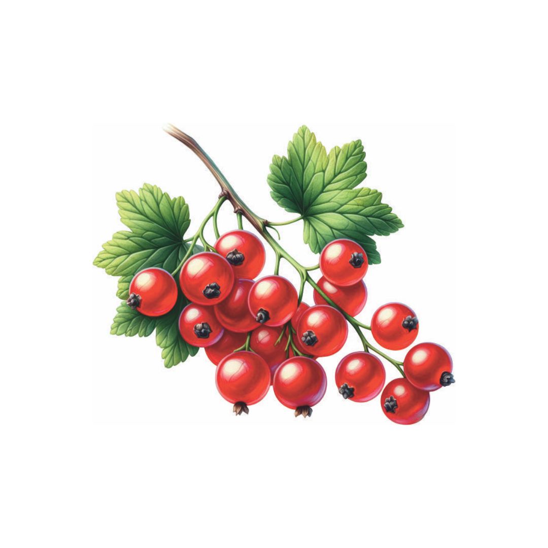 Fresh Red Currant Berries